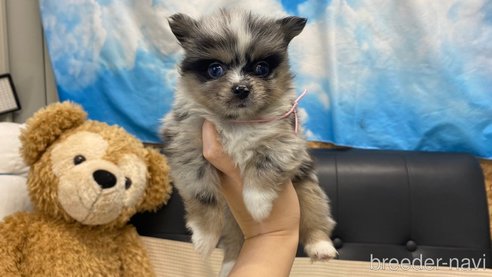 成約済の兵庫県のポメチワ:ポメラニアン×チワワ-348613の3枚目